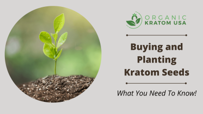 Buying and Planting Kratom Seeds