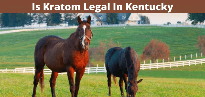 Is Kratom Legal In Kentucky