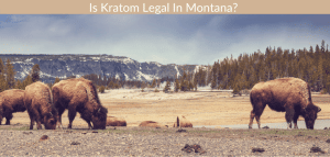 Is Kratom Legal In Montana? 