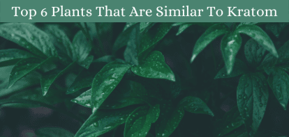 Top 6 Plants That Are Similar To Kratom