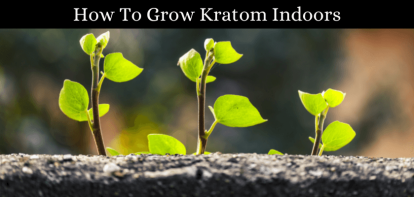 How To Grow Kratom Indoors