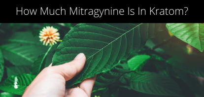 How Much Mitragynine Is In Kratom?