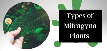 Types of Mitragyna Plants