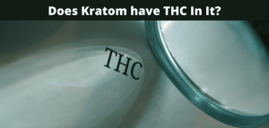 Does Kratom have THC In It?