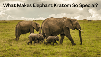 What Makes Elephant Kratom So Special?