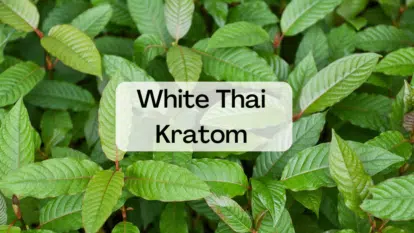 White Thai Kratom