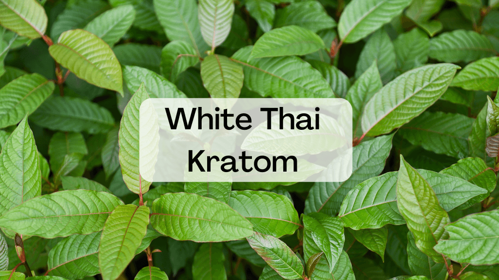 White Thai Kratom